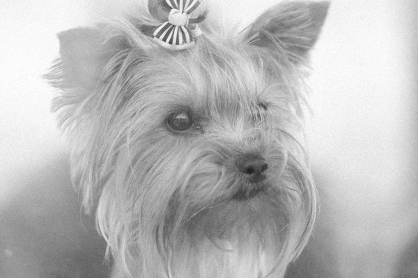 Animalfriendsnetwork