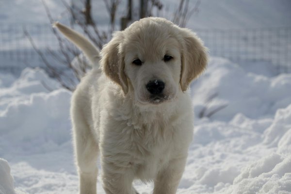 Astuces pour le toilettage du chat Bengal